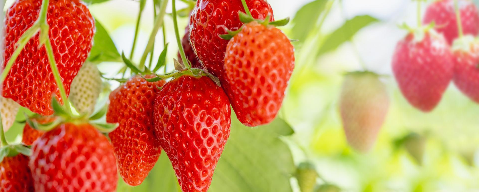 Dekonstrukcja truskawki: stylizacja warstwą, fakturą i formą