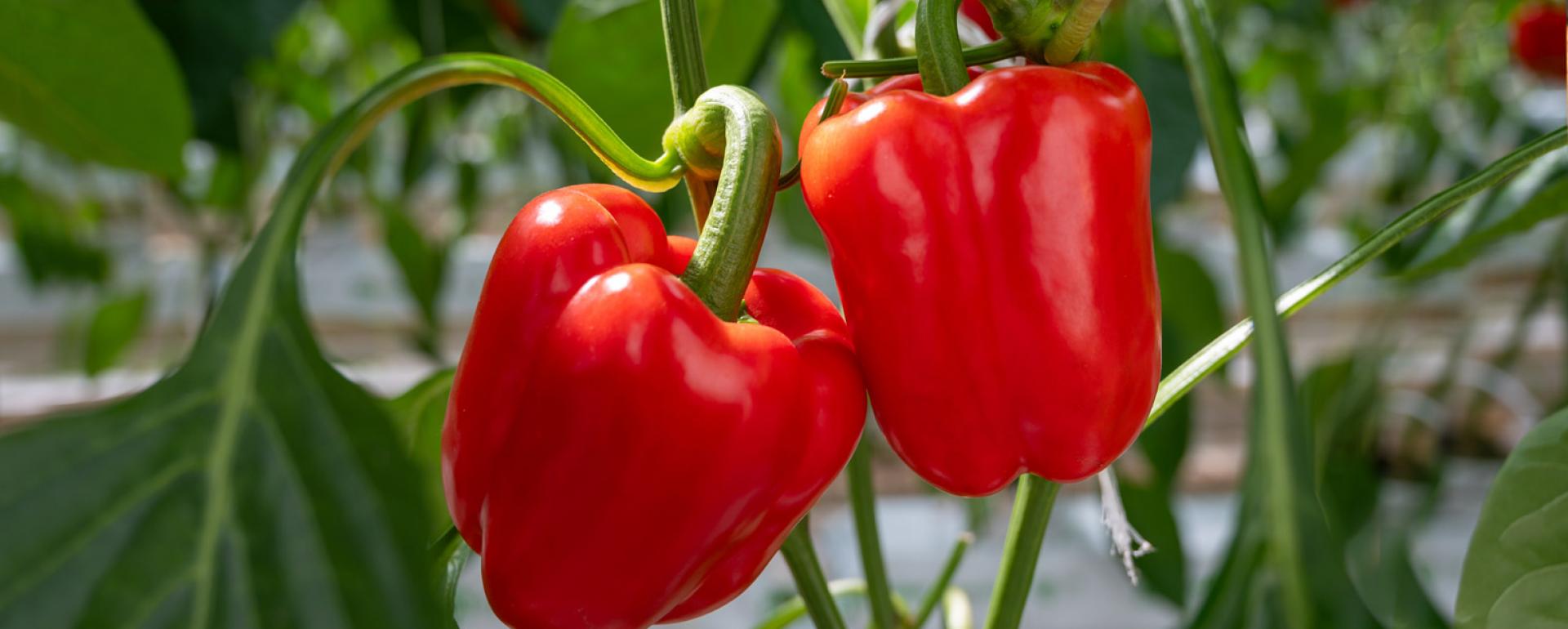 Gotuję dla wygody – przyprawiam dla wygody! Papryka słodka.