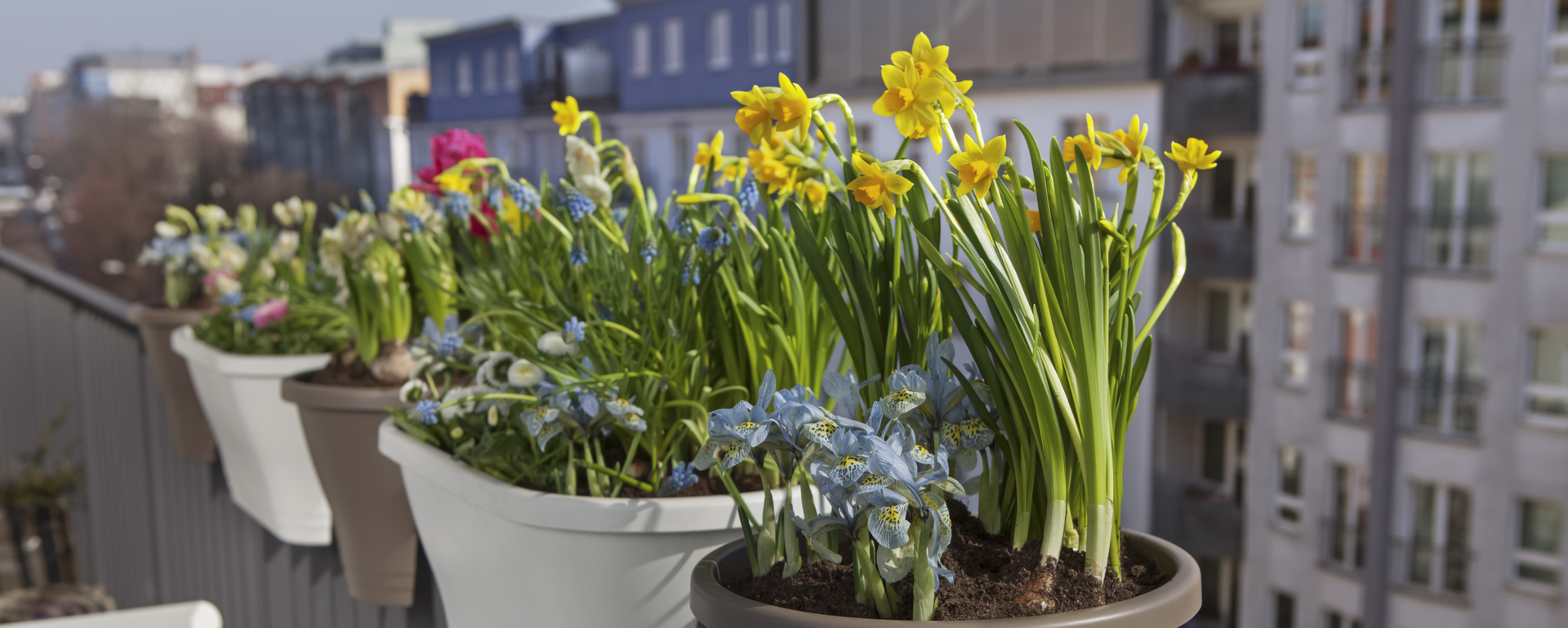 Warzywa tuż za progiem