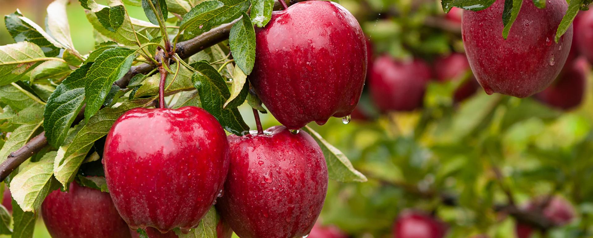 Światowy Dzień Jabłka