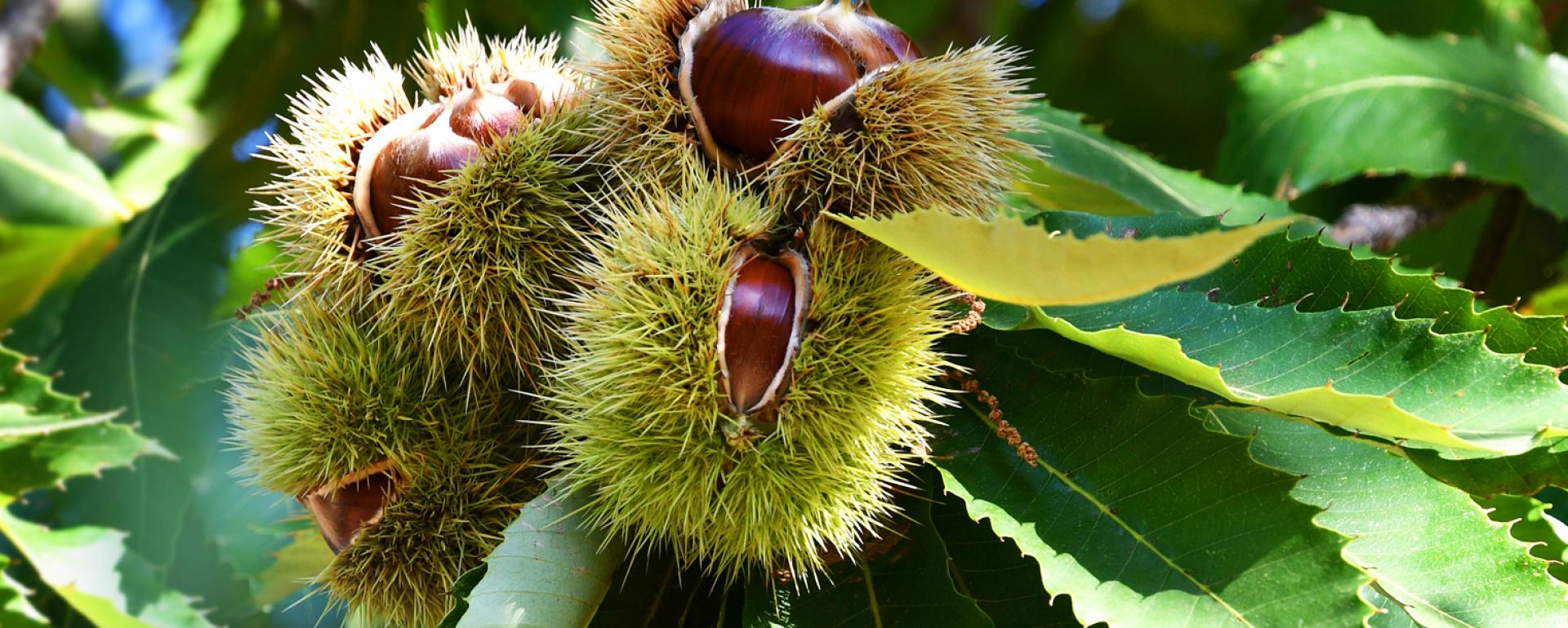 Kasztany dookoła świata