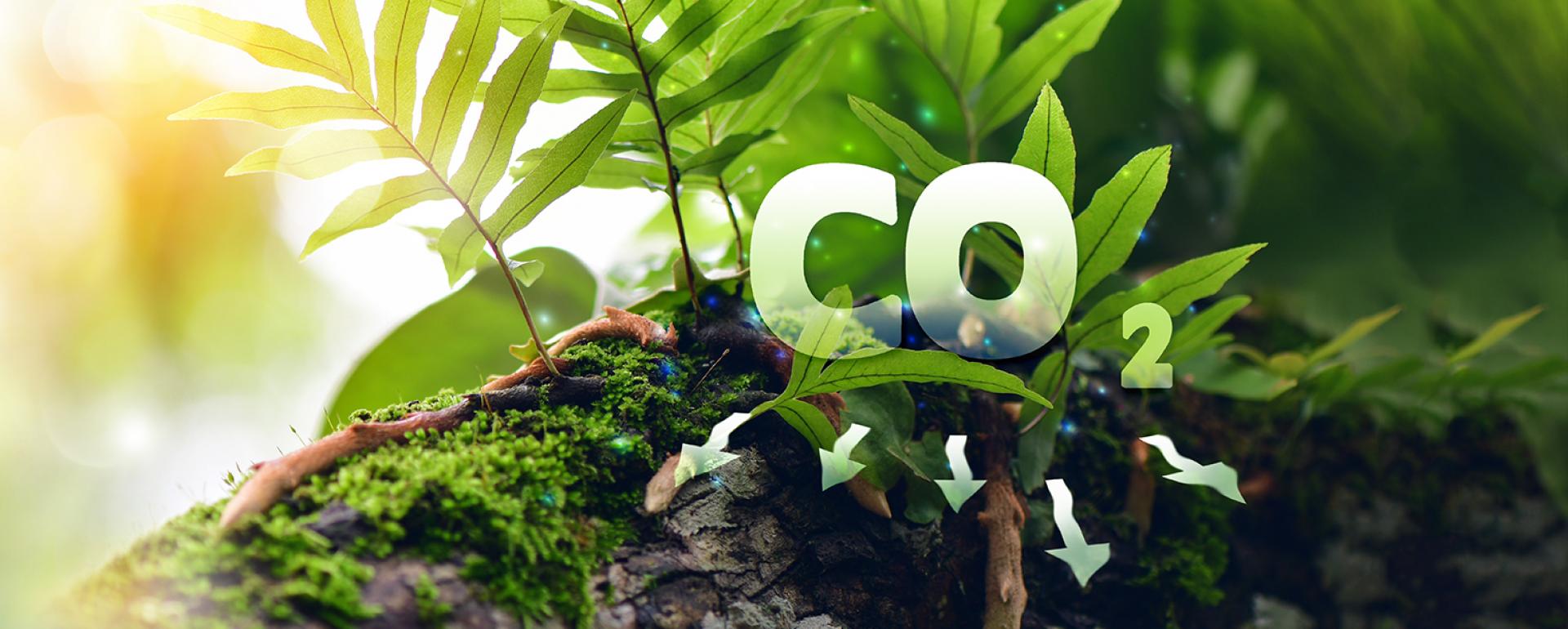 Smakuj odpowiedzialnie – co generuje największy ślad węglowy?